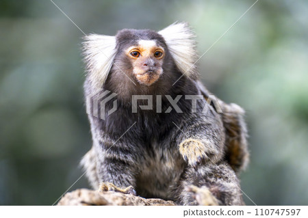 神戶動物王國的狨猴 兵庫縣神戶市 神戶動物王國的狨猴 兵庫縣神戶市 110747597