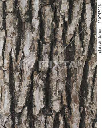 Kusunoki's bark Kusunoki's bark 110747608