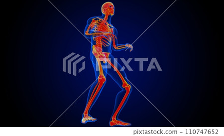 Human skeleton anatomy for medical concept 3D rendering Human skeleton anatomy for medical concept 3D rendering 110747652