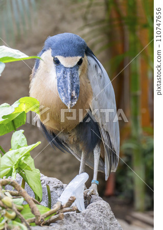 Quiet broad-billed heron Kobe Animal Kingdom Kobe City, Hyogo Prefecture 110747656