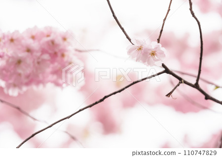 Closeup of a flower on cherry blossom tree in spring 110747829