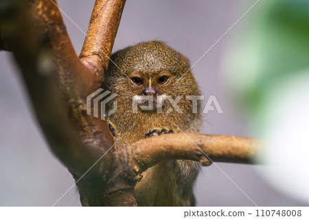 小猴侏儒狨猴 神戶動物王國 兵庫縣神戶市 110748008