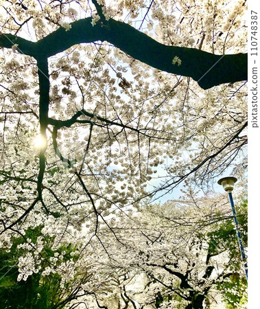 Looking up at the cherry blossom tunnel Looking up at the cherry blossom tunnel 110748387