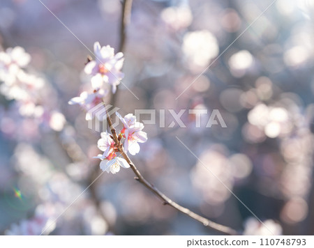 Cold cherry tree 110748793