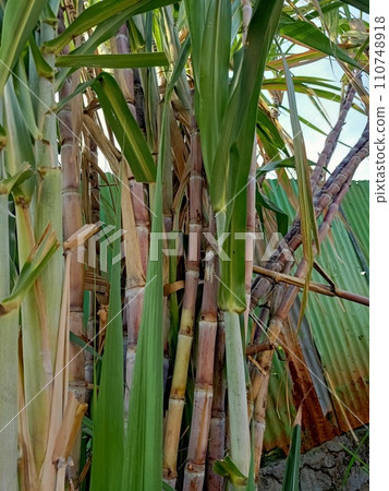 Close up of sugarcane plant Close up of sugarcane plant 110748918