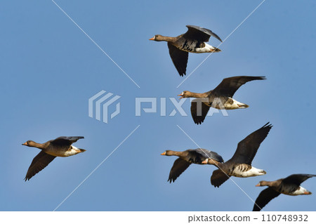 白額雁是一種在冬季成群出現的候鳥，屬於水禽家族的成員，有著顯眼的橘色喙和腿。 110748932