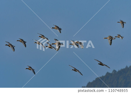 A migratory bird that can be seen in large flocks in winter, the white-fronted goose is a member of the waterfowl family with its conspicuous orange beak and legs. A migratory bird that can be seen in large flocks in winter, the white-fronted goose is a member of the waterfowl family with its conspicuous orange beak and legs. 110748935