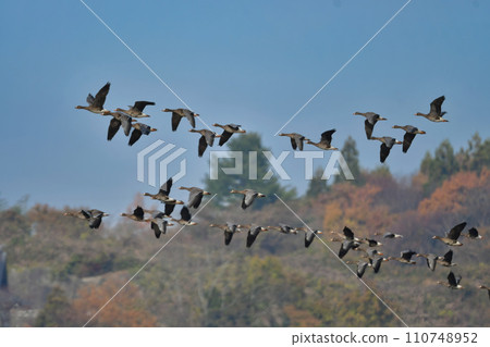 A migratory bird that can be seen in large flocks in winter, the white-fronted goose is a member of the waterfowl family with its conspicuous orange beak and legs. 110748952