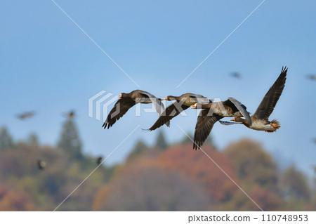 A migratory bird that can be seen in large flocks in winter, the white-fronted goose is a member of the waterfowl family with its conspicuous orange beak and legs. A migratory bird that can be seen in large flocks in winter, the white-fronted goose is a member of the waterfowl family with its conspicuous orange beak and legs. 110748953