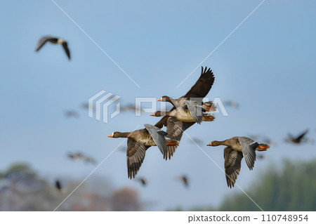 A migratory bird that can be seen in large flocks in winter, the white-fronted goose is a member of the waterfowl family with its conspicuous orange beak and legs. 110748954