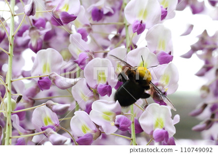 堅持紫藤花花蜜的熊 110749092