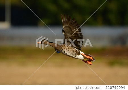 白額雁是一種在冬季成群出現的候鳥，屬於水禽家族的成員，有著顯眼的橘色喙和腿。 110749094