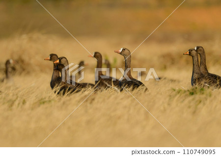 白額雁是一種在冬季成群出現的候鳥，屬於水禽家族的成員，有著顯眼的橘色喙和腿。 110749095