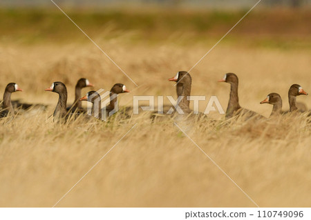 A migratory bird that can be seen in large flocks in winter, the white-fronted goose is a member of the waterfowl family with its conspicuous orange beak and legs. A migratory bird that can be seen in large flocks in winter, the white-fronted goose is a member of the waterfowl family with its conspicuous orange beak and legs. 110749096