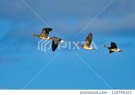 A migratory bird that can be seen in large flocks in winter, the white-fronted goose is a member of the waterfowl family with its conspicuous orange beak and legs. A migratory bird that can be seen in large flocks in winter, the white-fronted goose is a member of the waterfowl family with its conspicuous orange beak and legs. 110749101