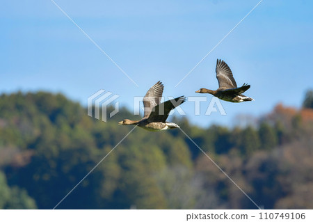 白額雁是一種在冬季成群出現的候鳥，屬於水禽家族的成員，有著顯眼的橘色喙和腿。 110749106