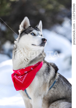 Husky dog with red scarf sitting in snow close-up 110750090