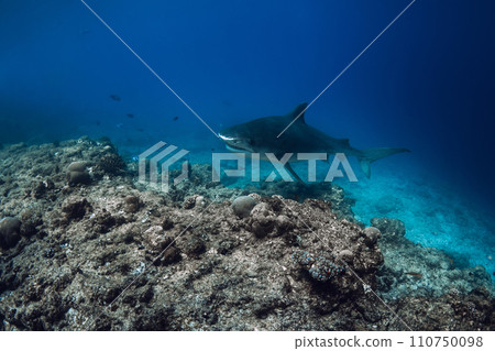 Tiger shark in blue ocean. Shark with sharp teeth. Diving with dangerous tiger sharks. 110750098