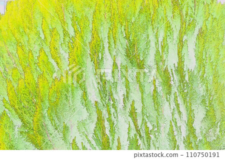 CG image watercolor style conifer CG image watercolor style conifer 110750191