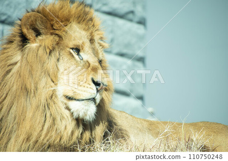 Male Lion Male Lion 110750248