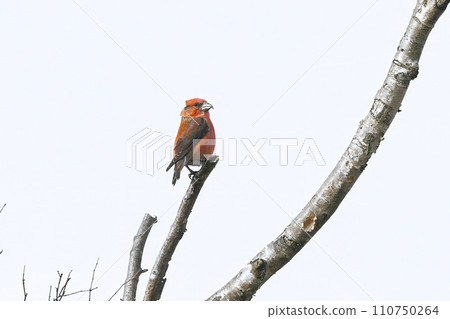 A beautiful little red bird, Isca, seen in the highland pine forest in winter. A beautiful little red bird, Isca, seen in the highland pine forest in winter. 110750264