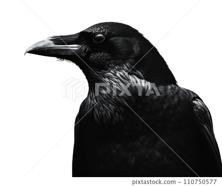 a black crow in silhouette isolated a black crow in silhouette isolated 110750577