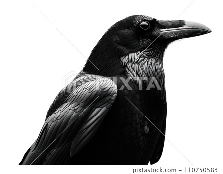a black crow in silhouette isolated a black crow in silhouette isolated 110750583