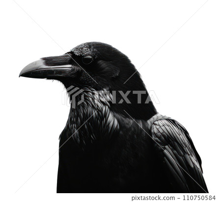 a black crow in silhouette isolated a black crow in silhouette isolated 110750584
