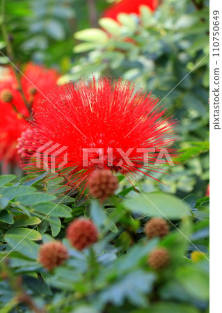 Fluffy red flowers - Haematocephala Fluffy red flowers - Haematocephala 110750649