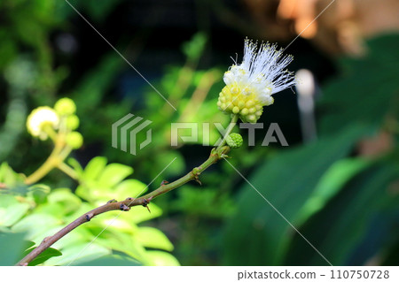 white downy flowers white downy flowers 110750728