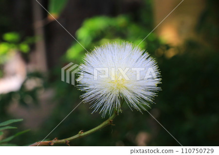 white downy flowers white downy flowers 110750729