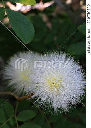 white downy flowers white downy flowers 110750730