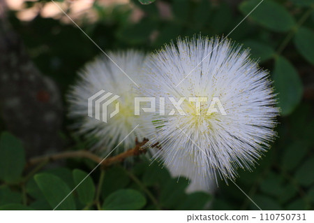 white downy flowers white downy flowers 110750731