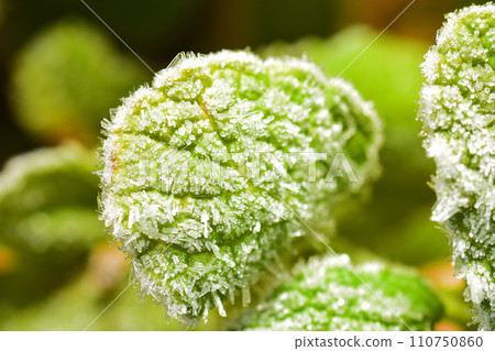 mint frozen in frost mint frozen in frost 110750860
