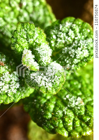 薄荷凍在霜裡 110750874