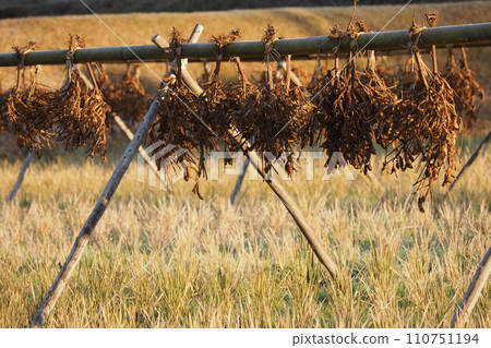 Scenery of drying edamame Scenery of drying edamame 110751194