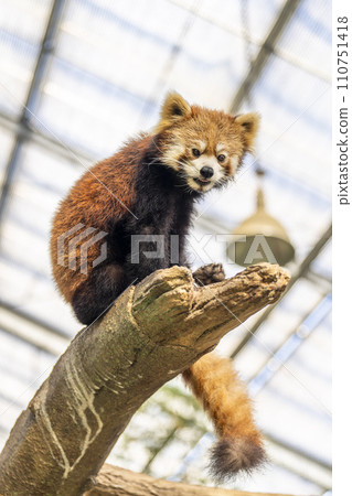 Red Panda Kobe Animal Kingdom Kobe City, Hyogo Prefecture Red Panda Kobe Animal Kingdom Kobe City, Hyogo Prefecture 110751418