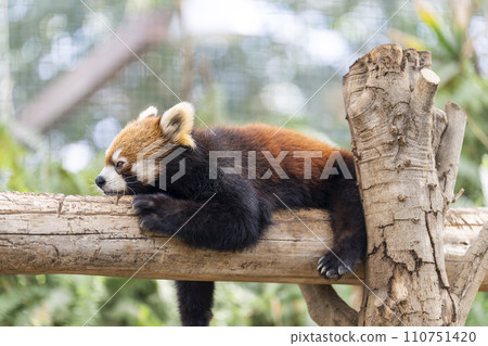 緊貼小熊貓 神戶動物王國 兵庫縣神戶市 緊貼小熊貓 神戶動物王國 兵庫縣神戶市 110751420