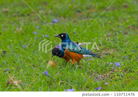 East African songbirds of the starling family Superb Starling (Spreo superbus) 110751476