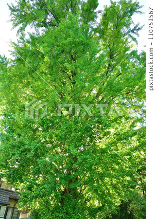 Yahiko's large ginkgo (Niigata Prefecture) 110751567