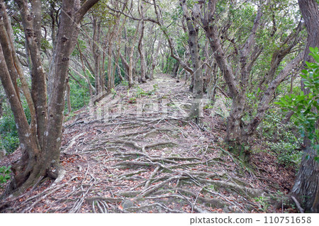 Yakushima Banyamine Mountain Trail 110751658