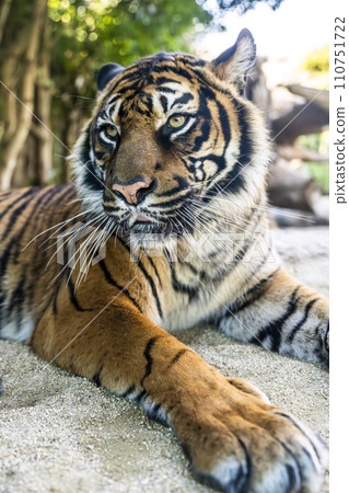 Close-up of Sumatran tiger Kobe Animal Kingdom Kobe City, Hyogo Prefecture Close-up of Sumatran tiger Kobe Animal Kingdom Kobe City, Hyogo Prefecture 110751722
