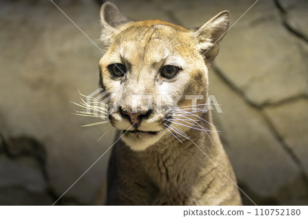 神戶動物王國的美洲獅（美洲獅） 兵庫縣神戶市 110752180