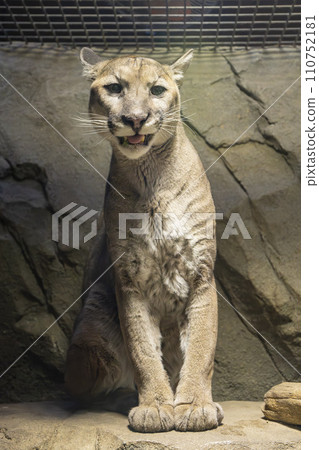 神戶動物王國的美洲獅（美洲獅） 兵庫縣神戶市 110752181