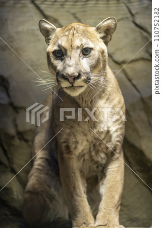 Cougar (Puma) of Kobe Animal Kingdom Kobe City, Hyogo Prefecture 110752182