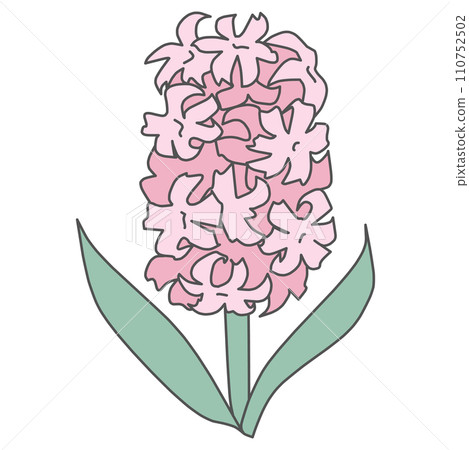 Color illustration of a simple deformed pink hyacinth flower Color illustration of a simple deformed pink hyacinth flower 110752502