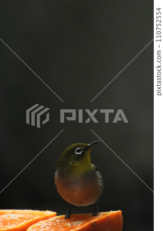 Whitetail came to eat oranges 110752554