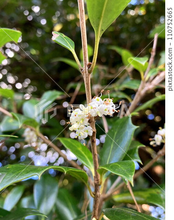 A fragrant holly flower A fragrant holly flower 110752665