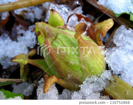 Delicious fukinotou in the snow Delicious fukinotou in the snow 110752668
