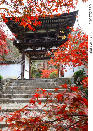 Chogakuji autumn leaves 110752720